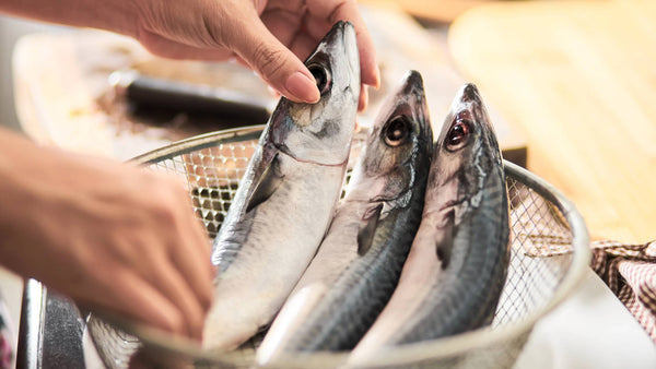 Japanese Fish Guide: 15 Common Types of Fish in Japanese Cuisine