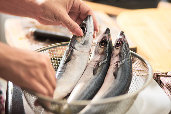 Japanese Fish Guide: 15 Common Types of Fish in Japanese Cuisine