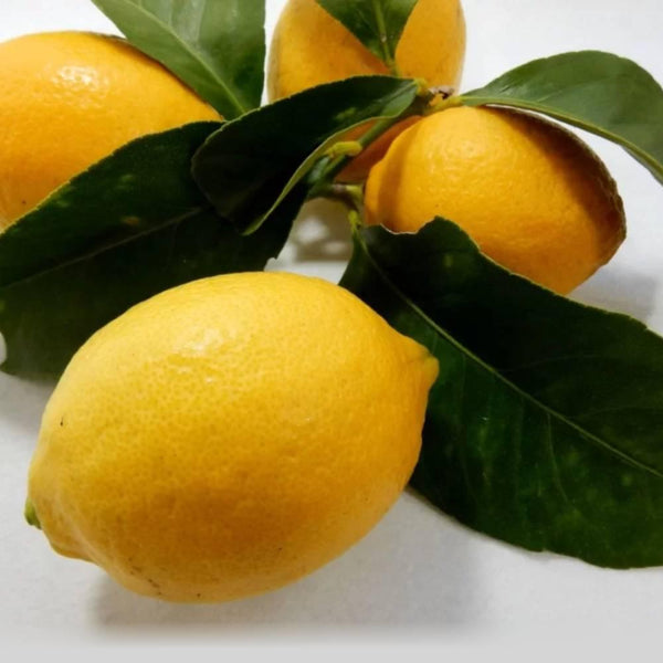 Nagano-Lemon-Fruit-Syrup-Additive-Free-Kakigori-Shaved-Ice-Syrup-260g-3-2026-03-30T08:44:38.645Z.jpg