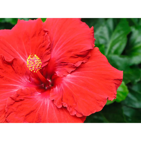Okinawa Cold Process Natural Soap Hibiscus Floral Olive Oil Bar Soap 85g