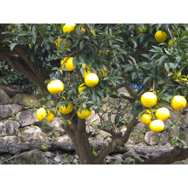 Adachi Yuzu Ponzu Sauce Made With Organic Soy Sauce & Sudachi 360ml