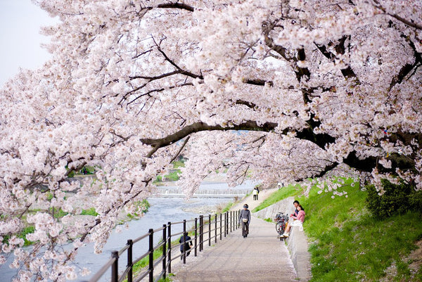 Kyoto Cherry Blossom Forecast Calendar: Best Spots & Travel Tips (Updated Yearly)