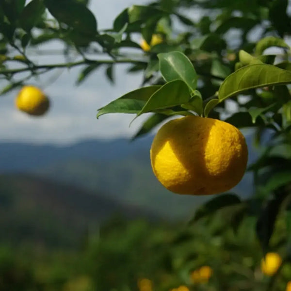 Tosayama-Yuzu-Squash-Premium-Organic-Craft-Yuzu-Citrus-Soda-200ml-4-2026-04-08T03:21:16.544Z.webp